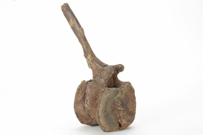 Hadrosaur (Edmontosaurus) Caudal Vertebra - Wyoming #228048